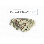 Parnassius orleans tyrannus. China, Qinghai, Xunhua county, Mt.Dalijiashan. 1M. Parn-Orle-21105.
