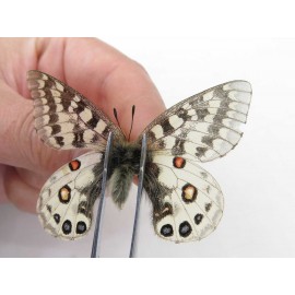 Parnassius orleans tyrannus. China, Qinghai, Xunhua county, Mt.Dalijiashan. 1M. Parn-Orle-21105.