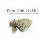 Parnassius orleans parthenos. China, Sichuan, Ganzi, Daofu county. 1F. Parn-Orle-21285.