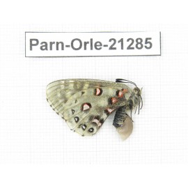 Parnassius orleans parthenos. China, Sichuan, Ganzi, Daofu county. 1F. Parn-Orle-21285.