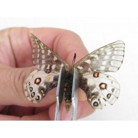 Parnassius orleans parthenos. China, Sichuan, Ganzi, Daofu county. 1F. Parn-Orle-21285.