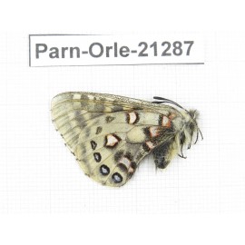 Parnassius orleans parthenos. China, Sichuan, Ganzi, Daofu county. 1M. Parn-Orle-21287.