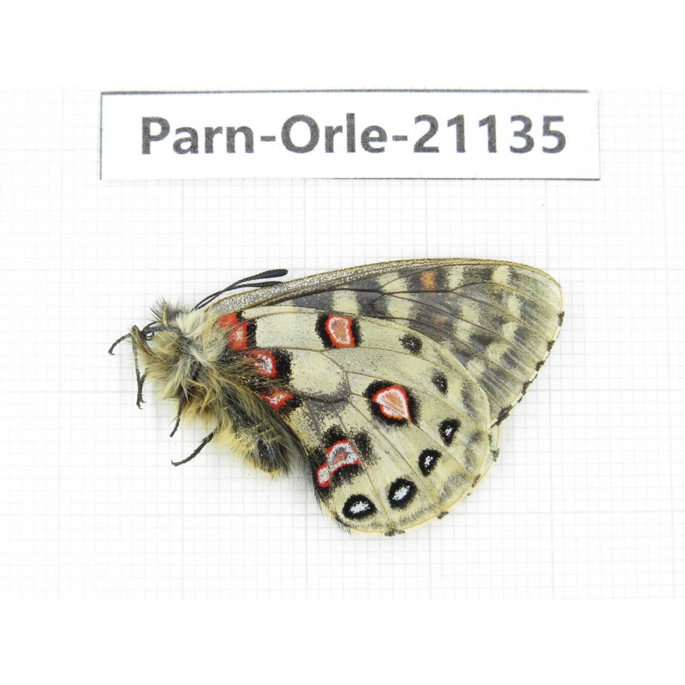 Parnassius orleans parthenos. China, Sichuan, Ganzi, Kangding, Tagong town. 1M. Parn-Orle-21135.