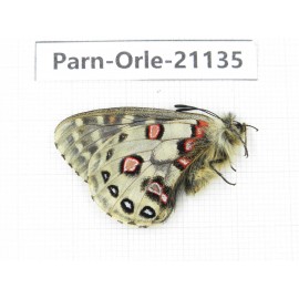 Parnassius orleans parthenos. China, Sichuan, Ganzi, Kangding, Tagong town. 1M. Parn-Orle-21135.
