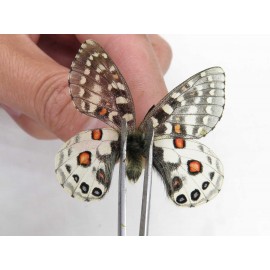 Parnassius orleans parthenos. China, Sichuan, Ganzi, Kangding, Tagong town. 1M. Parn-Orle-21135.