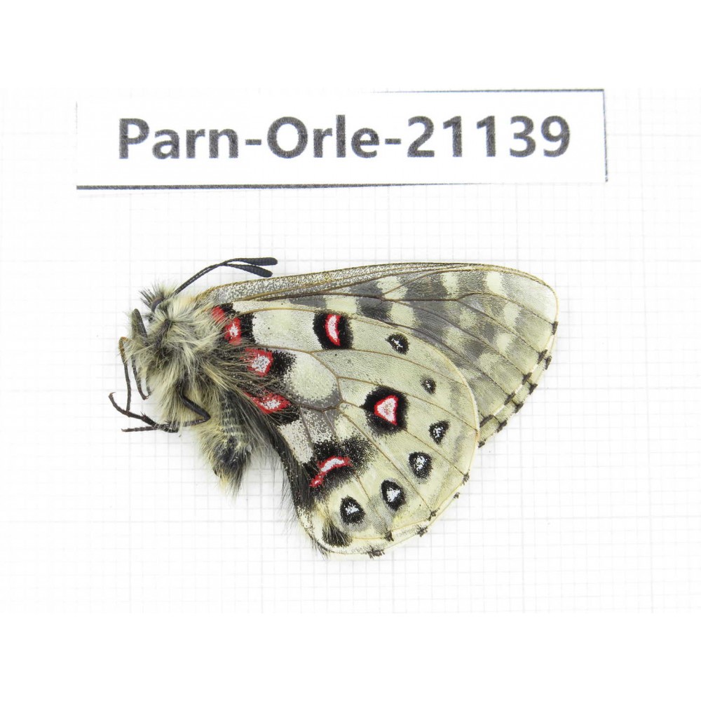 Parnassius orleans parthenos. China, Sichuan, Ganzi, Kangding, Tagong town. 1M. Parn-Orle-21139.