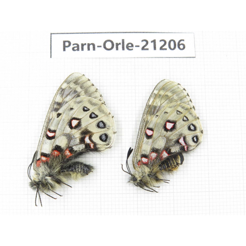 Parnassius orleans parthenos. China, Sichuan, Ganzi, Kangding, Tagong town. 1P. Parn-Orle-21206.