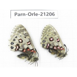 Parnassius orleans parthenos. China, Sichuan, Ganzi, Kangding, Tagong town. 1P. Parn-Orle-21206.