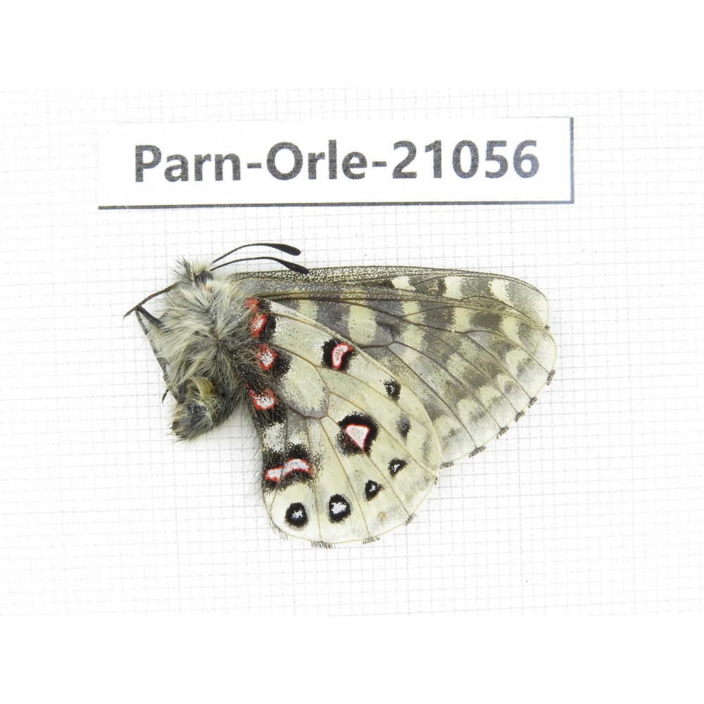 Parnassius orleans haruspex. China, Sichuan, Ganzi, Mt.Haizishan. 1M. Parn-Orle-21056.