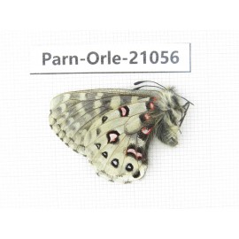 Parnassius orleans haruspex. China, Sichuan, Ganzi, Mt.Haizishan. 1M. Parn-Orle-21056.