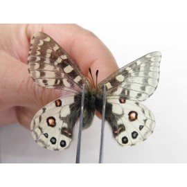 Parnassius orleans haruspex. China, Sichuan, Ganzi, Mt.Haizishan. 1M. Parn-Orle-21056.