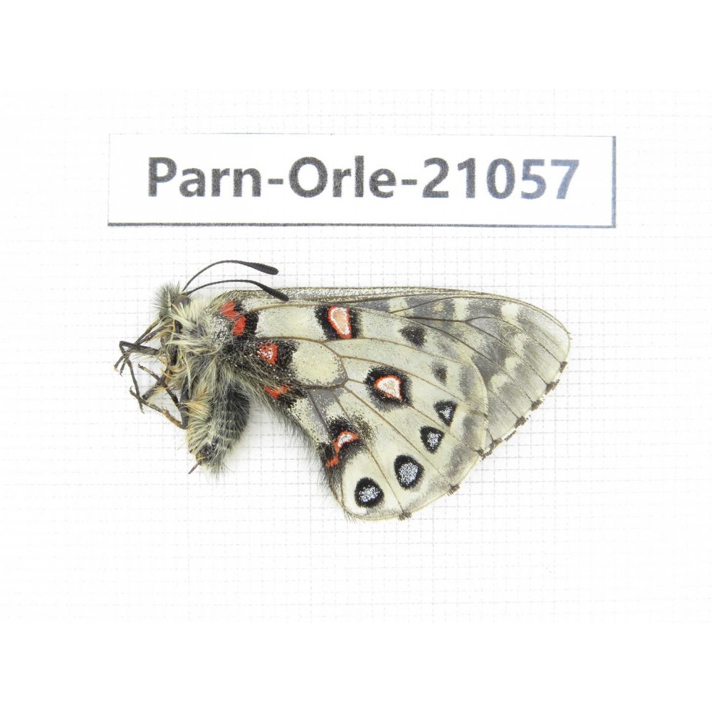 Parnassius orleans haruspex. China, Sichuan, Ganzi, Mt.Haizishan. 1M. Parn-Orle-21057.