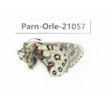 Parnassius orleans haruspex. China, Sichuan, Ganzi, Mt.Haizishan. 1M. Parn-Orle-21057.