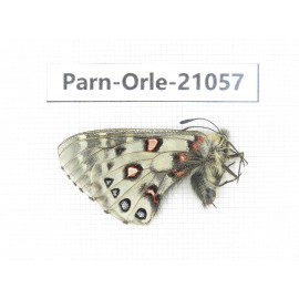 Parnassius orleans haruspex. China, Sichuan, Ganzi, Mt.Haizishan. 1M. Parn-Orle-21057.