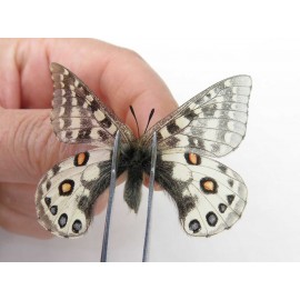 Parnassius orleans haruspex. China, Sichuan, Ganzi, Mt.Haizishan. 1M. Parn-Orle-21057.