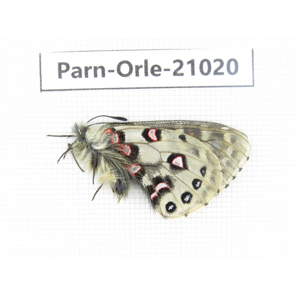 Parnassius orleans haruspex. China, Sichuan, Ganzi, Mt.Haizishan. 1M. Parn-Orle-21020.