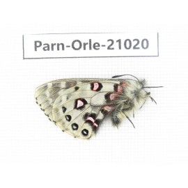 Parnassius orleans haruspex. China, Sichuan, Ganzi, Mt.Haizishan. 1M. Parn-Orle-21020.