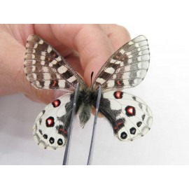 Parnassius orleans haruspex. China, Sichuan, Ganzi, Mt.Haizishan. 1M. Parn-Orle-21020.