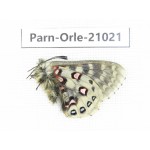 Parnassius orleans haruspex. China, Sichuan, Ganzi, Mt.Haizishan. 1M. Parn-Orle-21021.