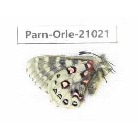 Parnassius orleans haruspex. China, Sichuan, Ganzi, Mt.Haizishan. 1M. Parn-Orle-21021.