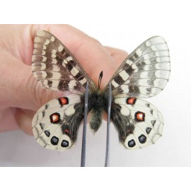 Parnassius orleans haruspex. China, Sichuan, Ganzi, Mt.Haizishan. 1M. Parn-Orle-21021.