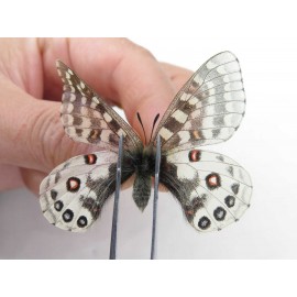 Parnassius orleans haruspex. China, Sichuan, Ganzi, Mt.Haizishan. 1M. Parn-Orle-21023.