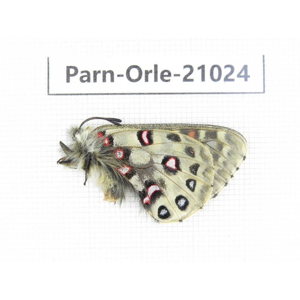Parnassius orleans haruspex. China, Sichuan, Ganzi, Mt.Haizishan. 1M. Parn-Orle-21024.