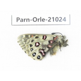 Parnassius orleans haruspex. China, Sichuan, Ganzi, Mt.Haizishan. 1M. Parn-Orle-21024.