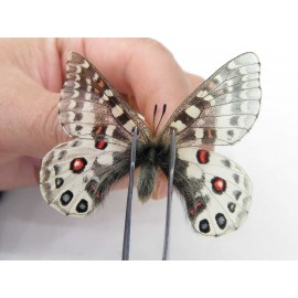 Parnassius orleans haruspex. China, Sichuan, Ganzi, Mt.Haizishan. 1M. Parn-Orle-21024.