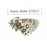 Parnassius orleans haruspex. China, Sichuan, Ganzi, Mt.Haizishan. 1M. Parn-Orle-21025.