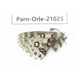 Parnassius orleans haruspex. China, Sichuan, Ganzi, Mt.Haizishan. 1M. Parn-Orle-21025.