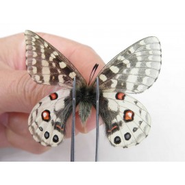 Parnassius orleans haruspex. China, Sichuan, Ganzi, Mt.Haizishan. 1M. Parn-Orle-21025.
