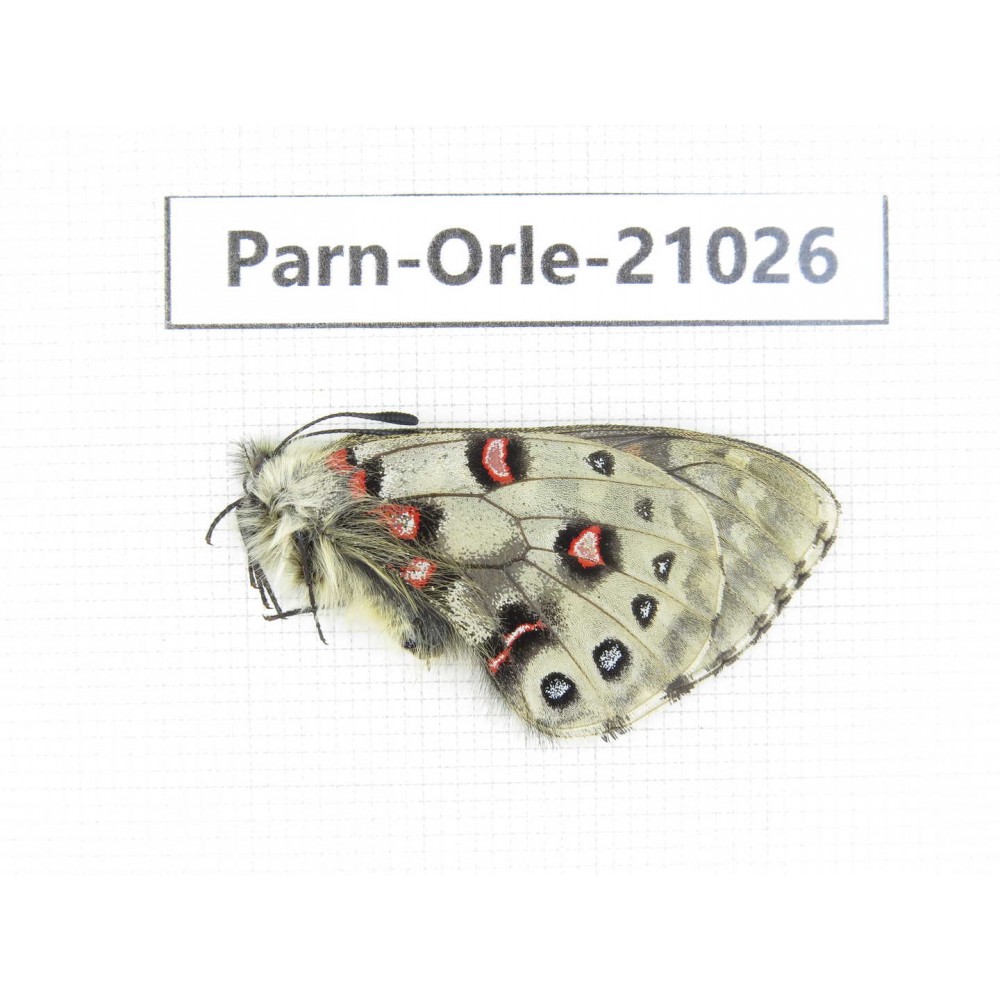 Parnassius orleans haruspex. China, Sichuan, Ganzi, Mt.Haizishan. 1M. Parn-Orle-21026.