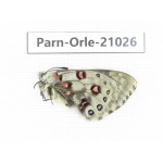 Parnassius orleans haruspex. China, Sichuan, Ganzi, Mt.Haizishan. 1M. Parn-Orle-21026.