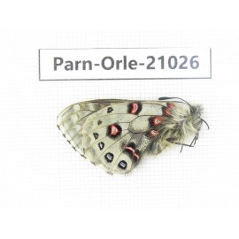 Parnassius orleans haruspex. China, Sichuan, Ganzi, Mt.Haizishan. 1M. Parn-Orle-21026.
