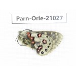 Parnassius orleans haruspex. China, Sichuan, Ganzi, Mt.Haizishan. 1M. Parn-Orle-21027.