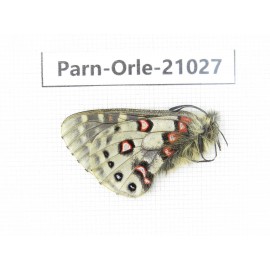 Parnassius orleans haruspex. China, Sichuan, Ganzi, Mt.Haizishan. 1M. Parn-Orle-21027.