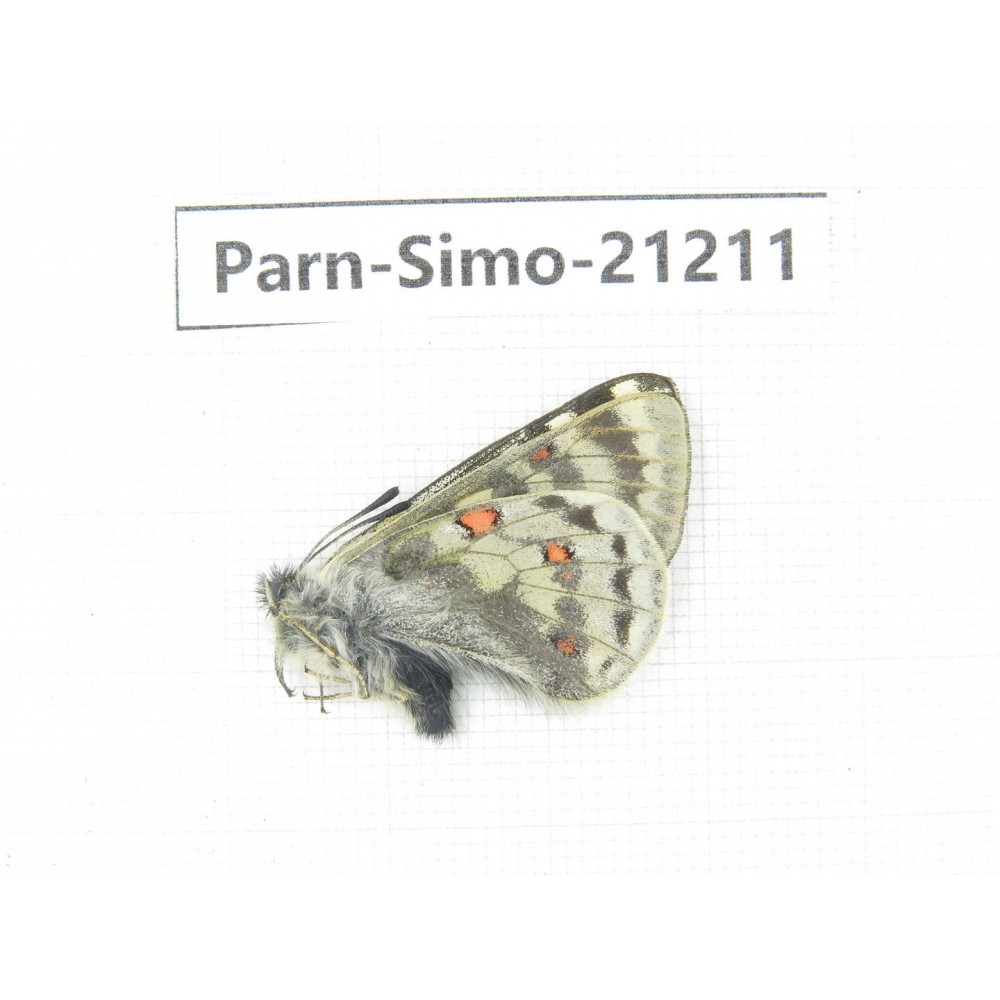 Parnassius simo callianthe. China, Qinghai, Dulan county, Ashizha. 1M. Parn-Simo-21211.