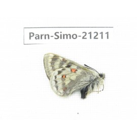 Parnassius simo callianthe. China, Qinghai, Dulan county, Ashizha. 1M. Parn-Simo-21211.