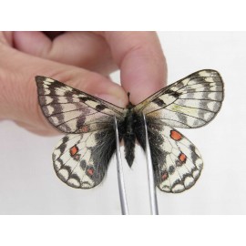 Parnassius simo callianthe. China, Qinghai, Dulan county, Ashizha. 1M. Parn-Simo-21211.
