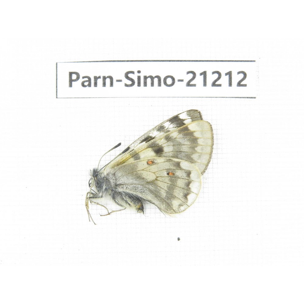 Parnassius simo callianthe. China, Qinghai, Dulan county, Ashizha. 1F. Parn-Simo-21212.