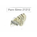 Parnassius simo callianthe. China, Qinghai, Dulan county, Ashizha. 1F. Parn-Simo-21212.