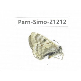 Parnassius simo callianthe. China, Qinghai, Dulan county, Ashizha. 1F. Parn-Simo-21212.