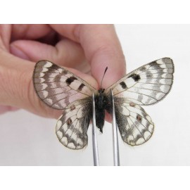 Parnassius simo callianthe. China, Qinghai, Dulan county, Ashizha. 1F. Parn-Simo-21212.