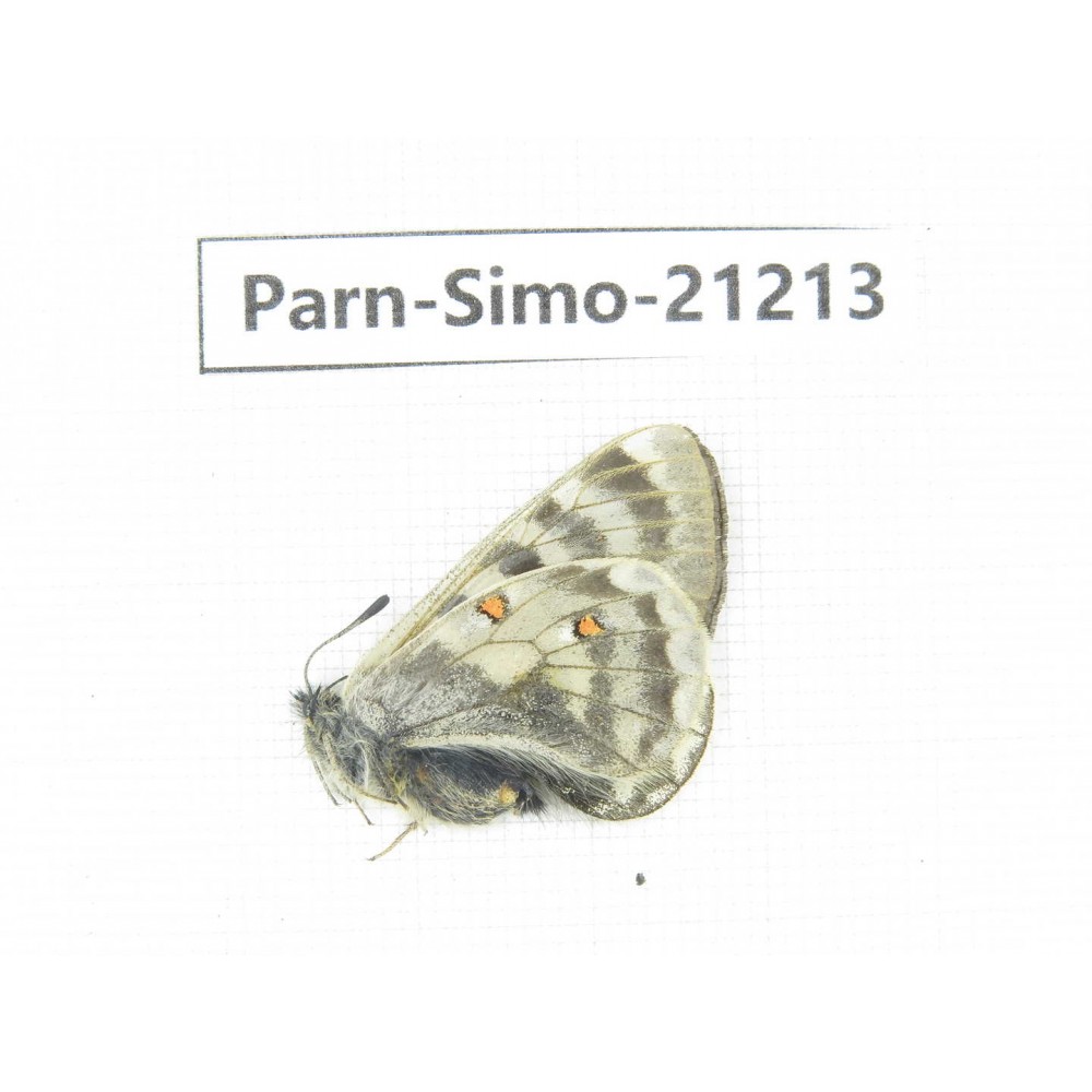 Parnassius simo callianthe. China, Qinghai, Dulan county, Ashizha. 1F. Parn-Simo-21213.