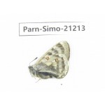 Parnassius simo callianthe. China, Qinghai, Dulan county, Ashizha. 1F. Parn-Simo-21213.
