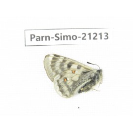 Parnassius simo callianthe. China, Qinghai, Dulan county, Ashizha. 1F. Parn-Simo-21213.