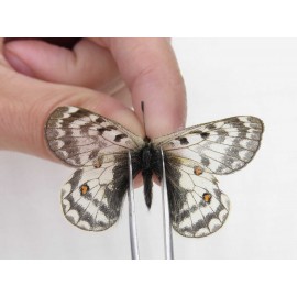 Parnassius simo callianthe. China, Qinghai, Dulan county, Ashizha. 1F. Parn-Simo-21213.