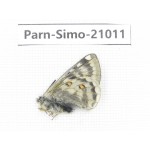 Parnassius simo callianthe. China, Qinghai, Dulan county, Ashizha. 1M. Parn-Simo-21011.