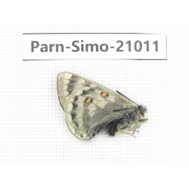 Parnassius simo callianthe. China, Qinghai, Dulan county, Ashizha. 1M. Parn-Simo-21011.